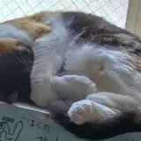 迎江