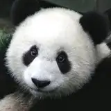 PandaGuy1989