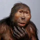 Andrboll