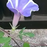 枡久野恭(ますくのきょー)