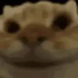 cheems bleems