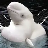 AFatFlyingWhale