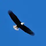 EagleWon